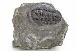 Detailed Gerastos Trilobite Fossil - Morocco #222245-1